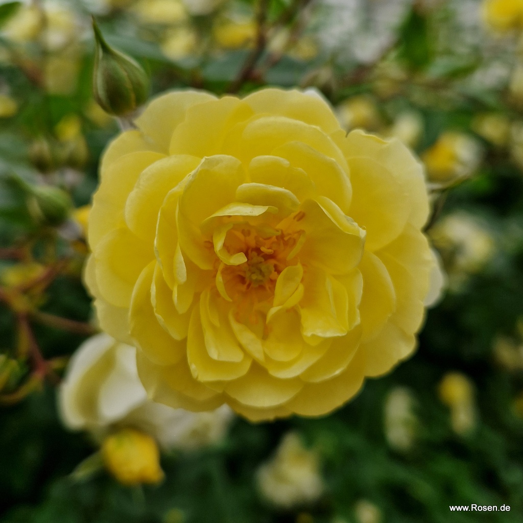 Artikelbild 7 des Artikels Lemon Siluetta® Lemon Siluetta®