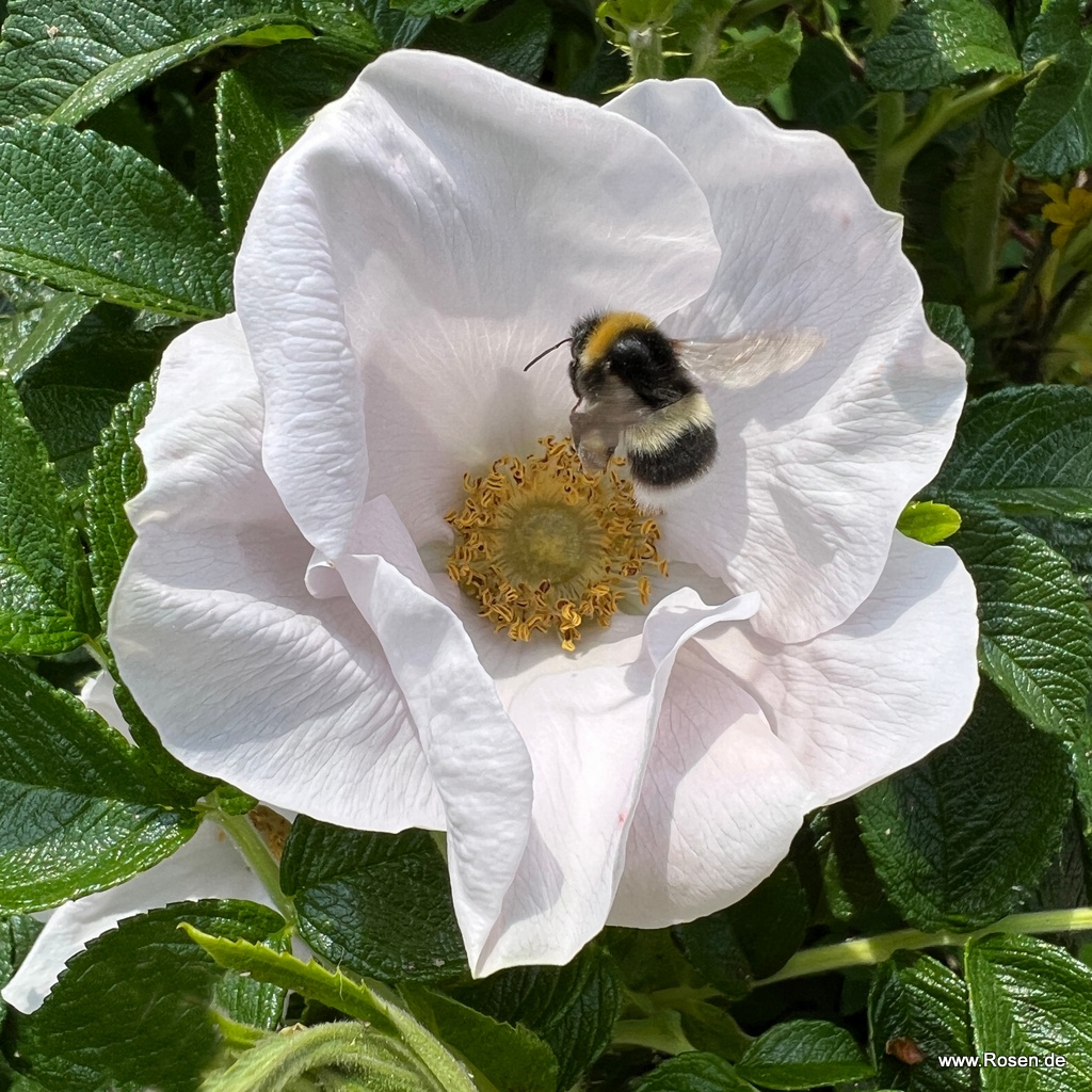Rosa Rugosa Alba, Apfel-Rose