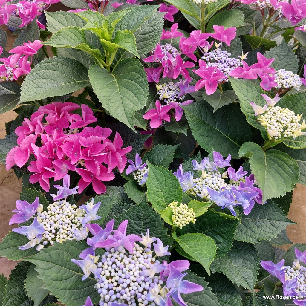 Hortensie 'Bloombuster'®