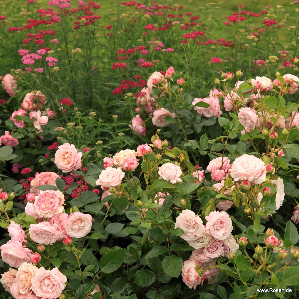 Artikelbild 6 des Artikels Rosenfaszination® Rosenfaszination®