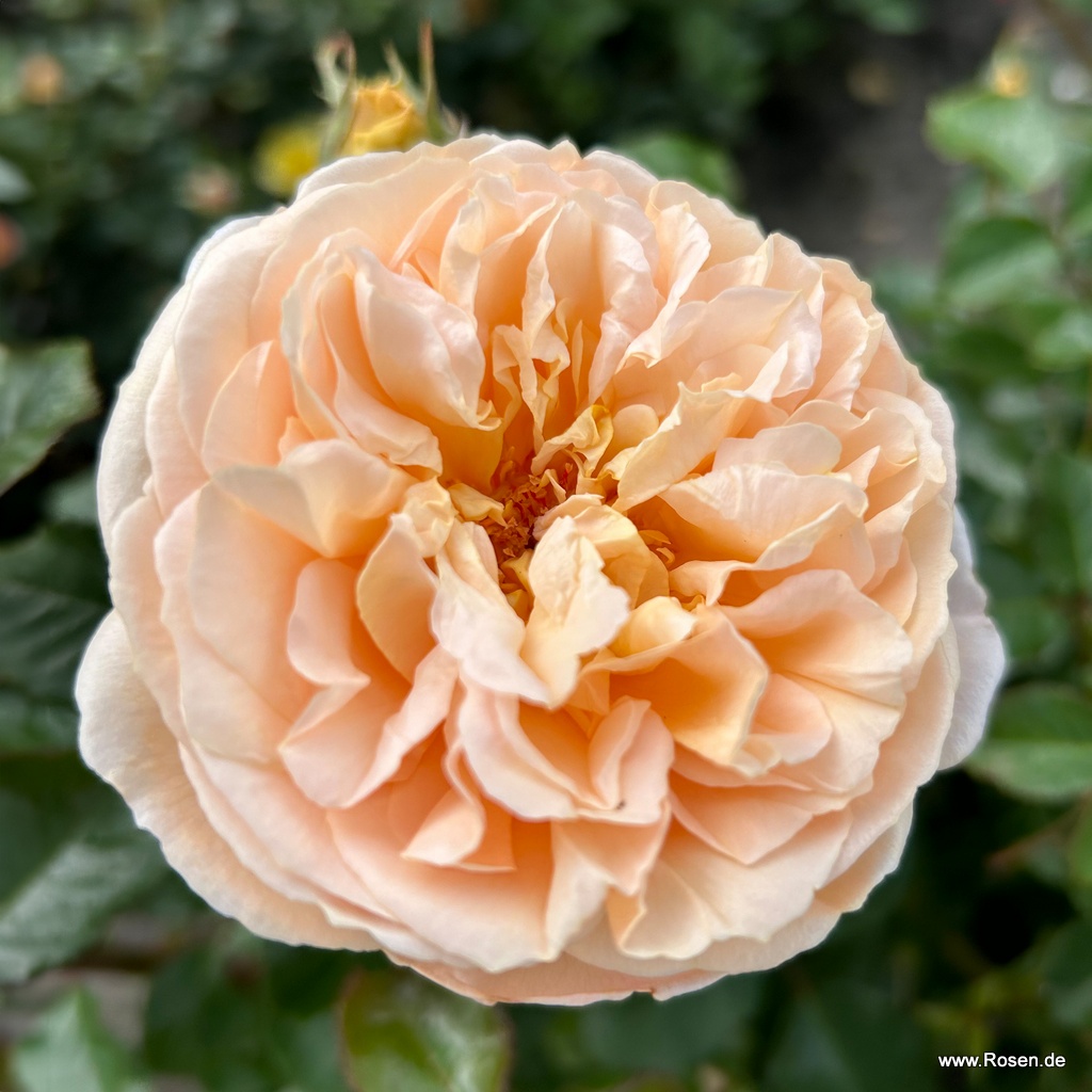 Kordes Rosen Die schönsten Rosen der Welt kaufen Kordes Rosen