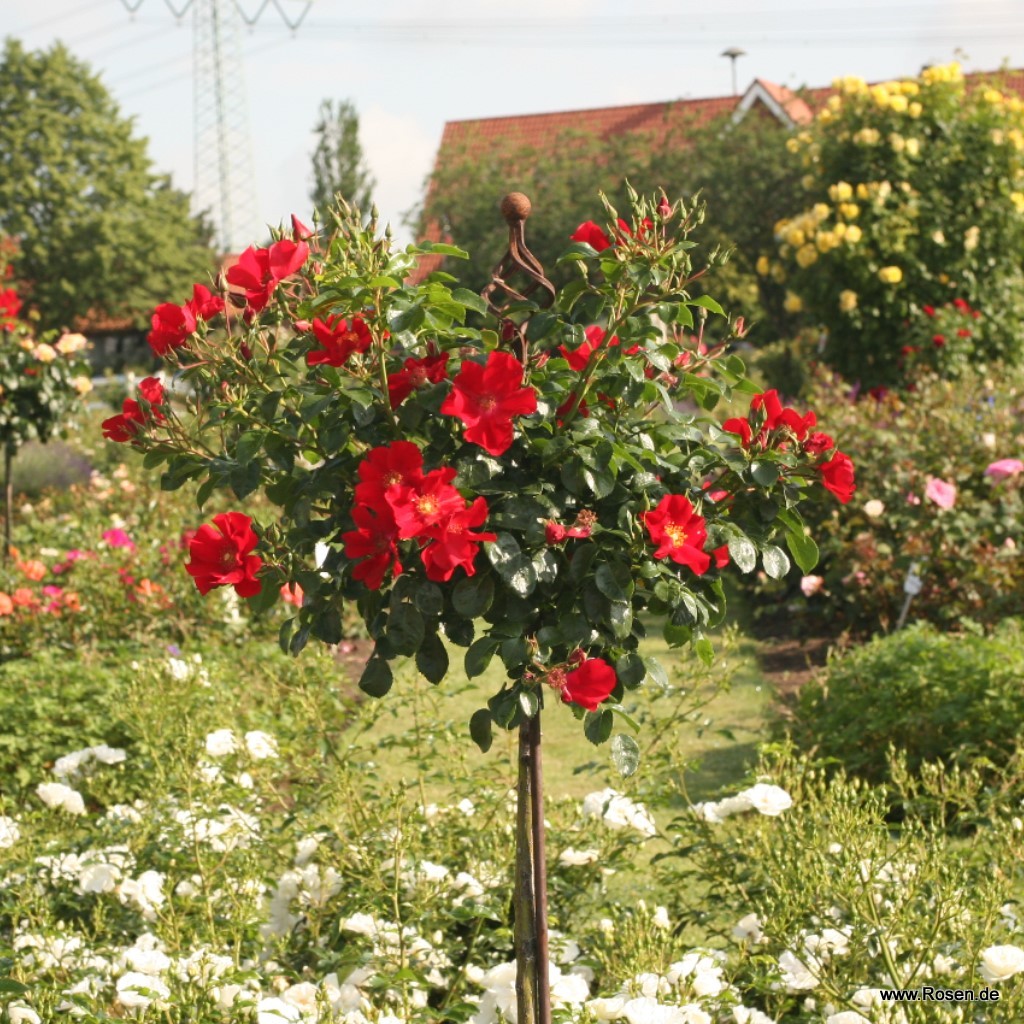 Artikelbild 4 des Artikels Alexander von Humboldt