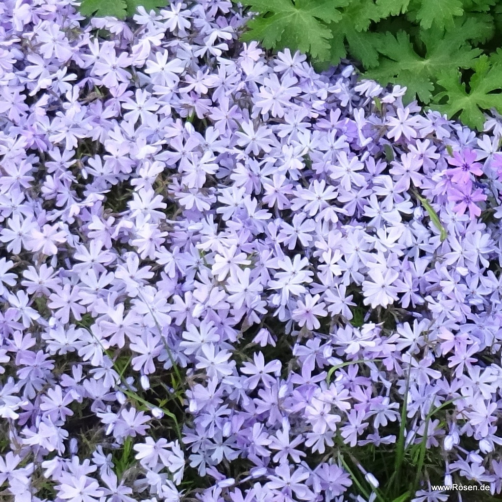 Flammenblume 'Emerald Cushion Blue'