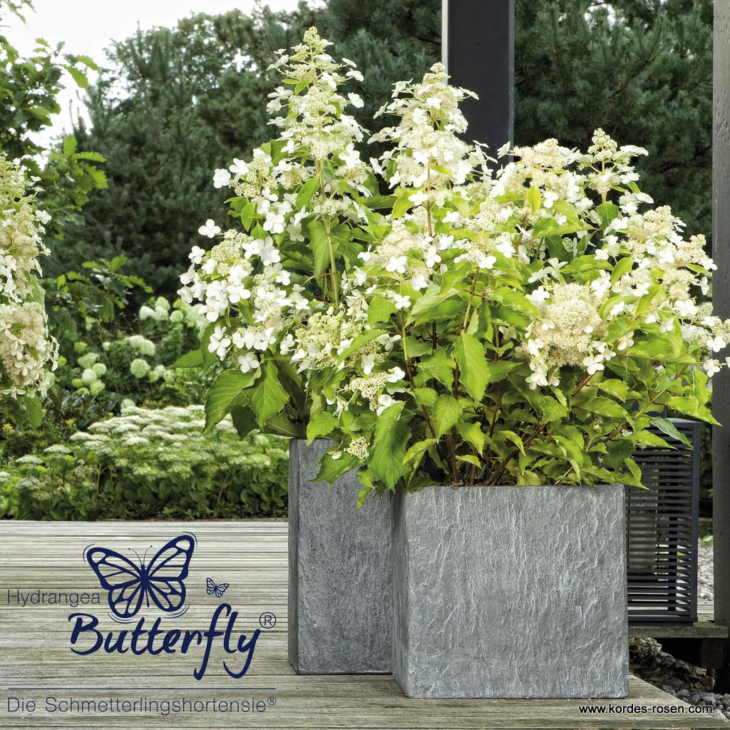 Schmetterlingshortensie 'Butterfly®'
