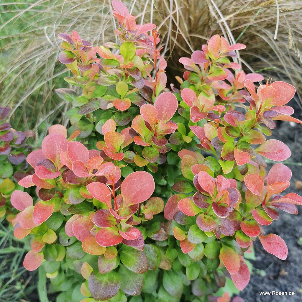Artikelbild 1 des Artikels Berberitze 'Florence'® Berberitze 'Florence'®