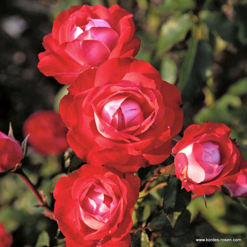 Artikelbild 2 des Artikels Planten un Blomen® Planten un Blomen®