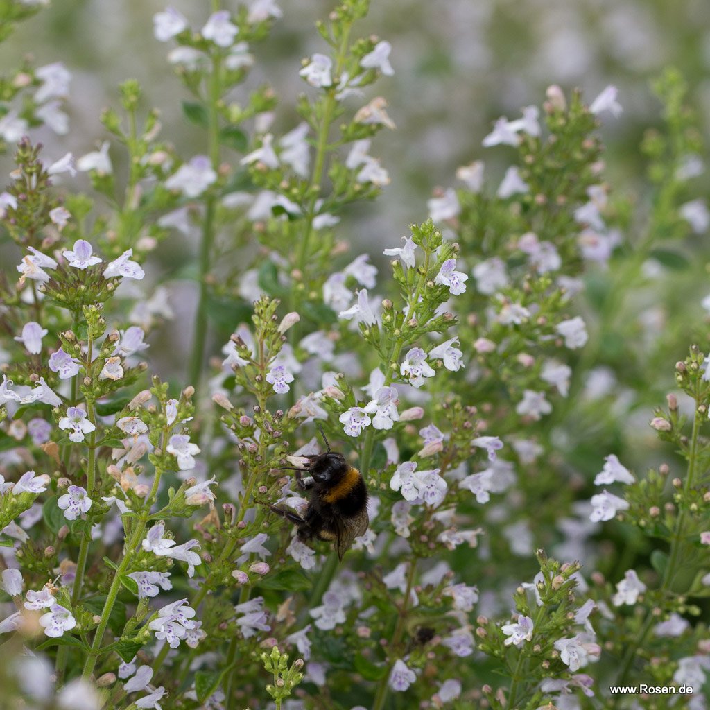 Steinquendel 'Triumphator'