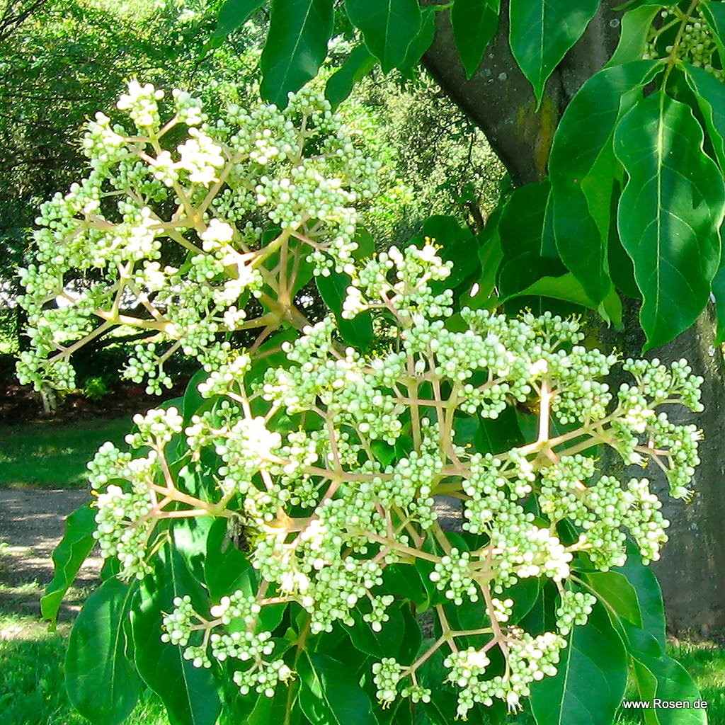 Artikelbild 1 des Artikels Bienenbaum Bienenbaum