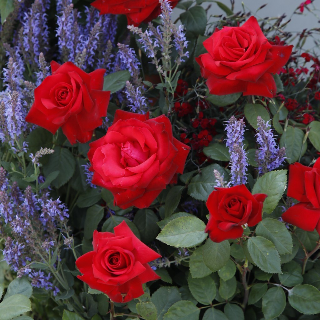 Artikelbild 5 des Artikels Grande Amore®