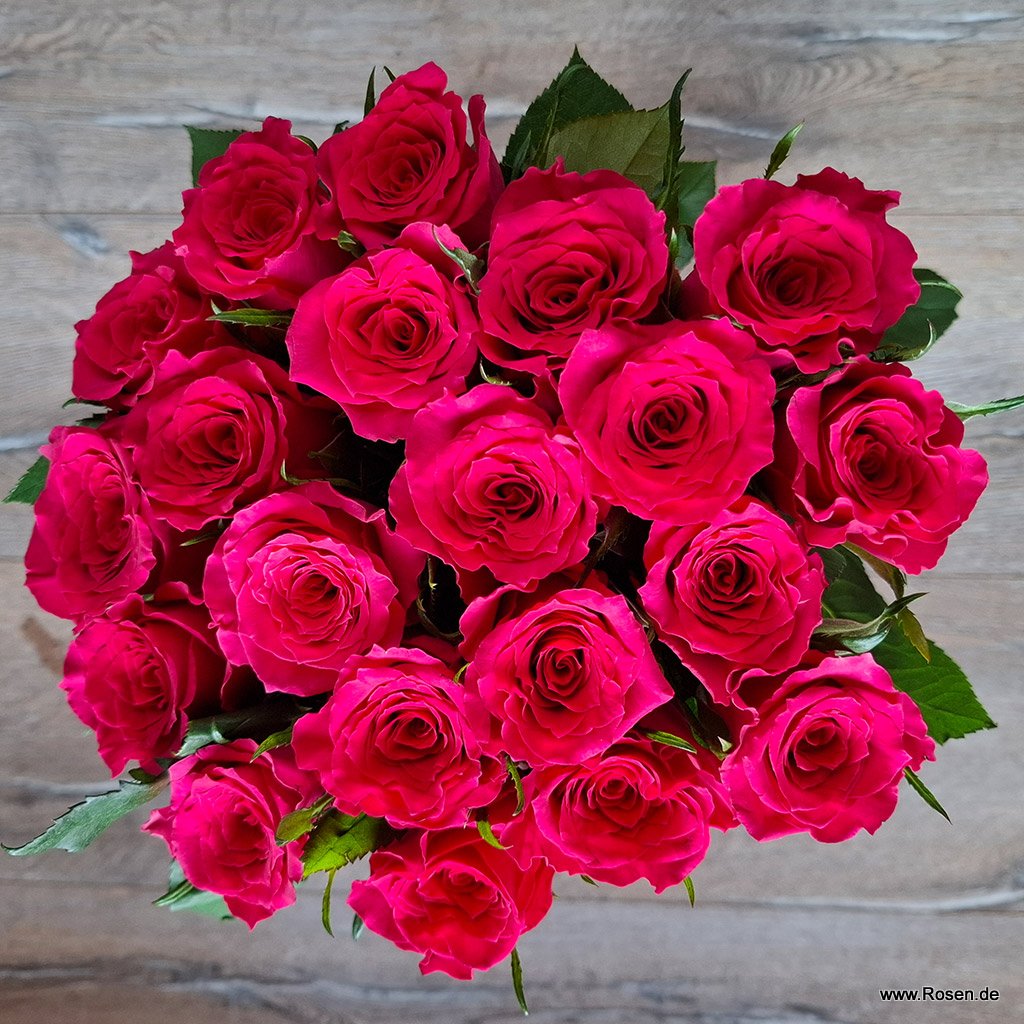 Schnittrosen - Xenon®