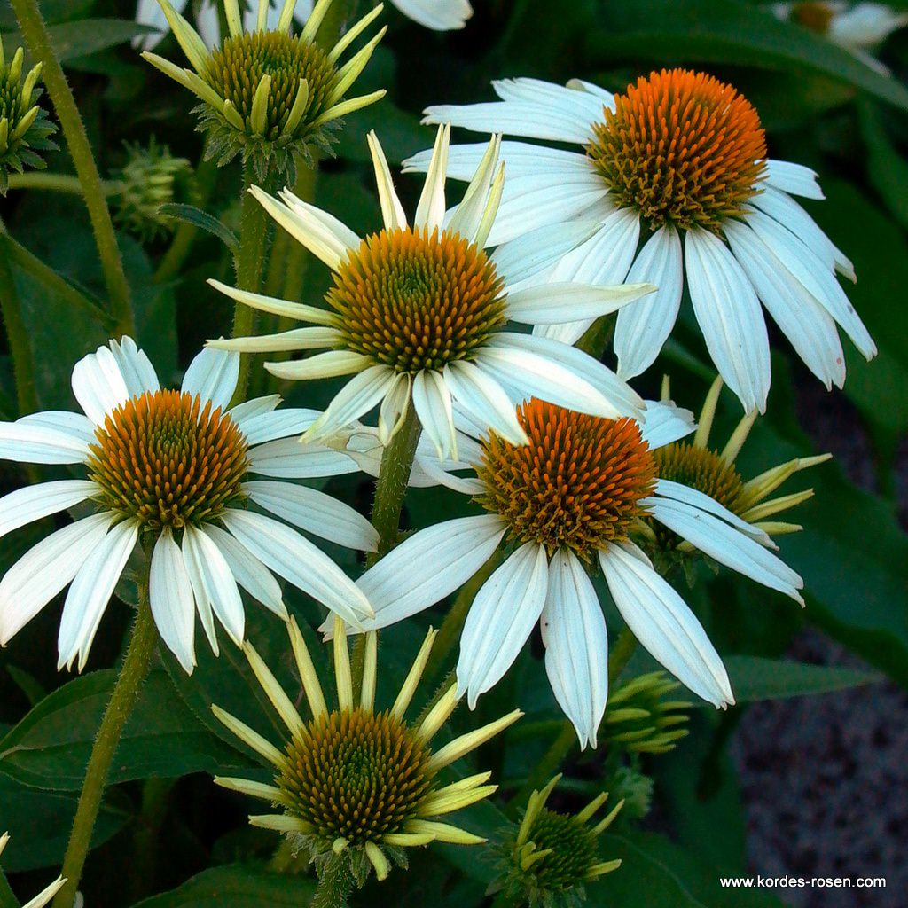Scheinsonnenhut 'Baby White Swan'