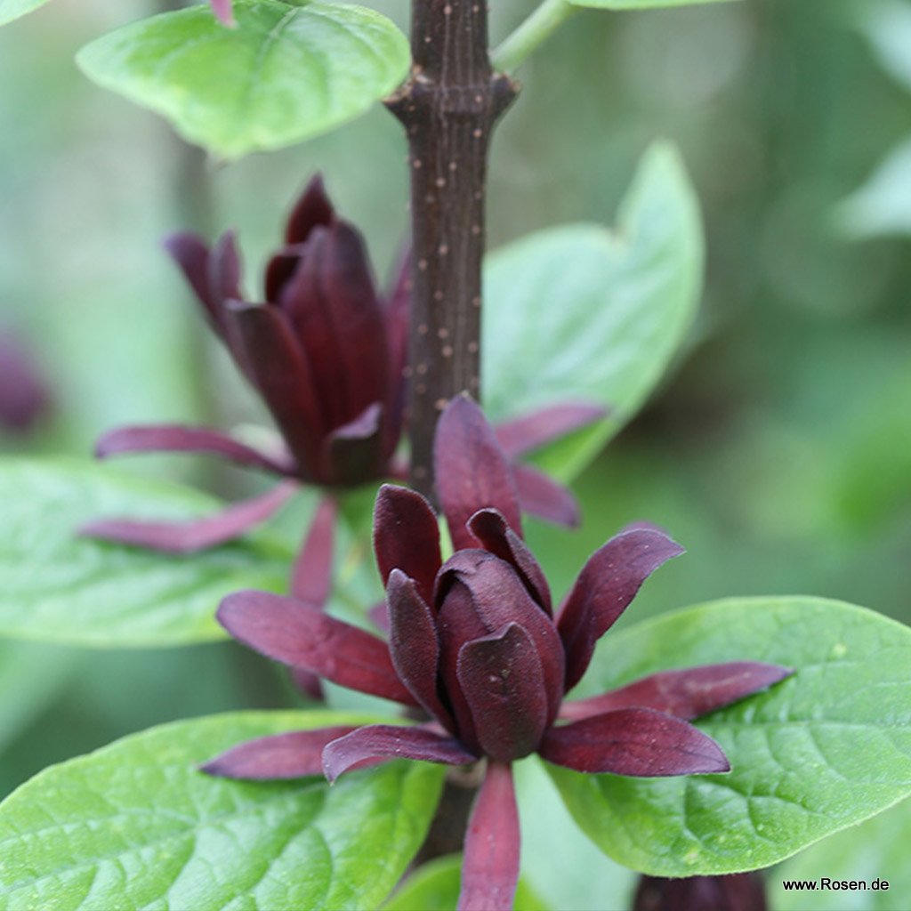 Echter Gewürzstrauch