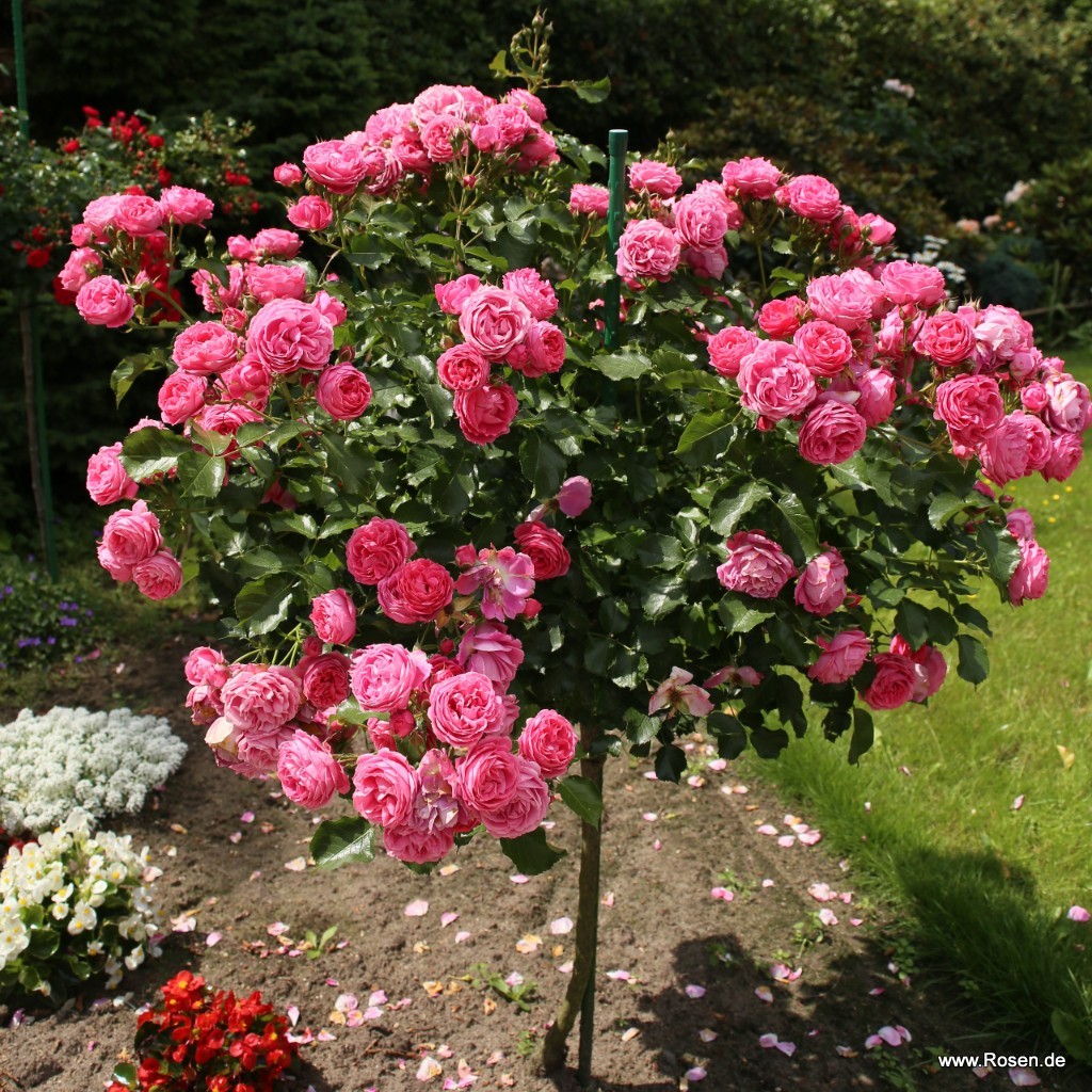Artikelbild 6 des Artikels Moin Moin® – Syn. Pink Flower Circus Moin Moin® – Syn. Pink Flower Circus