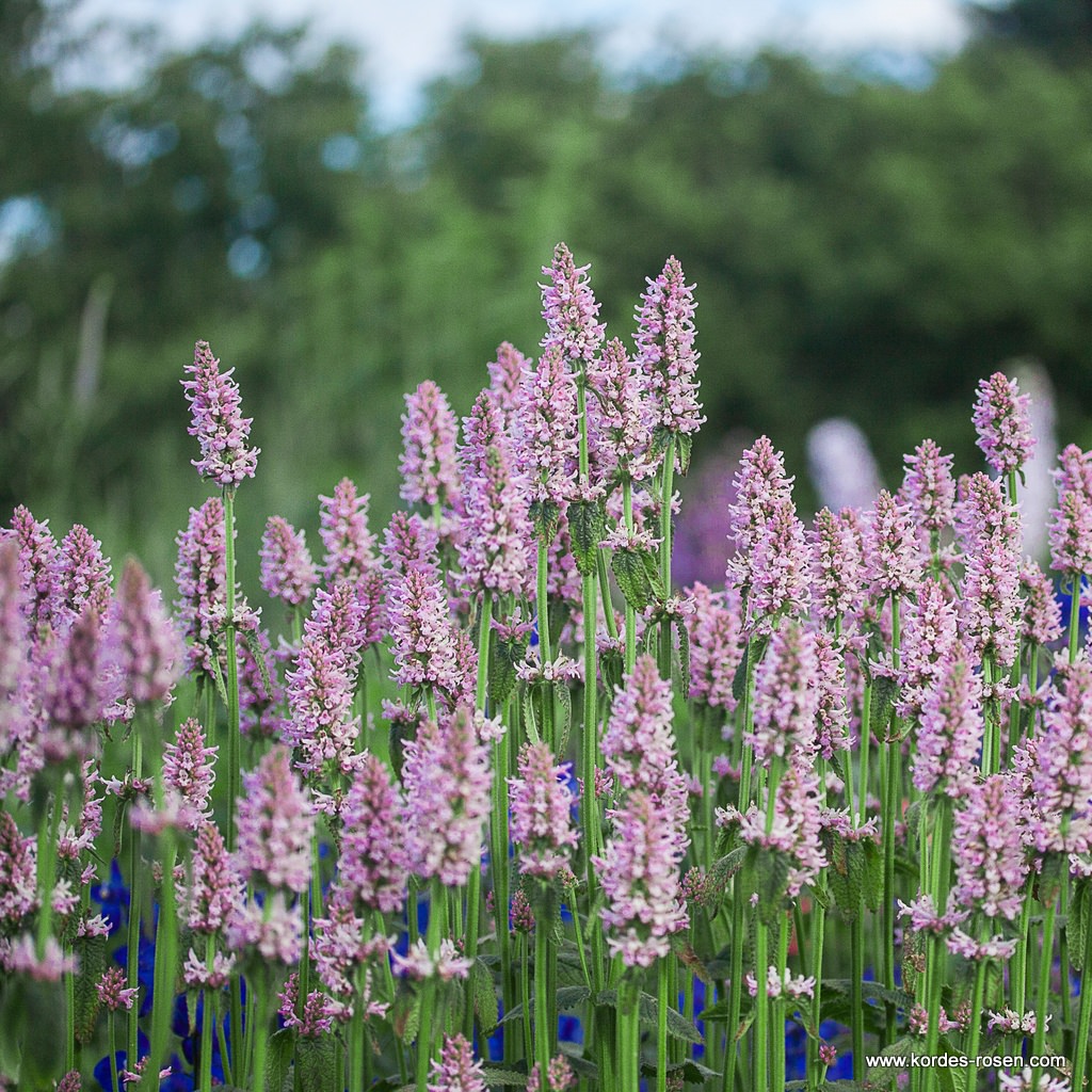 Zottiger Ziest 'Rosea'