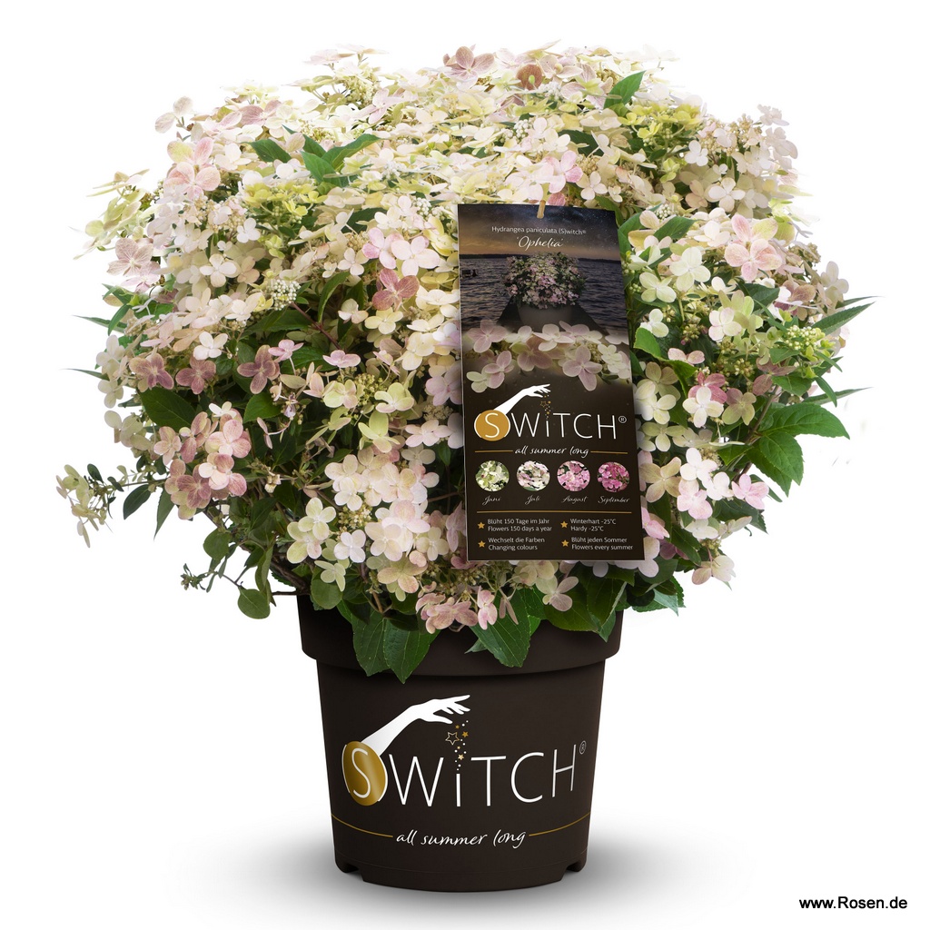 Hortensie 'Switch'®