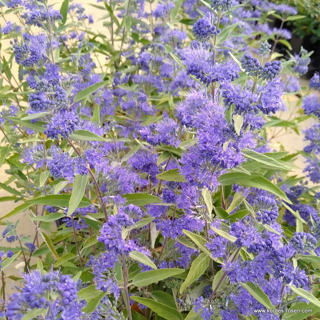 Artikelbild 1 des Artikels Bartblume 'Heavenly Blue' 2-Liter Bartblume 'Heavenly Blue' 2-Liter