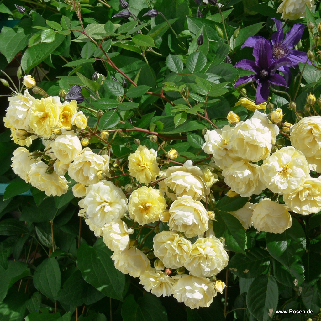 Artikelbild 4 des Artikels Lemon Siluetta® Lemon Siluetta®