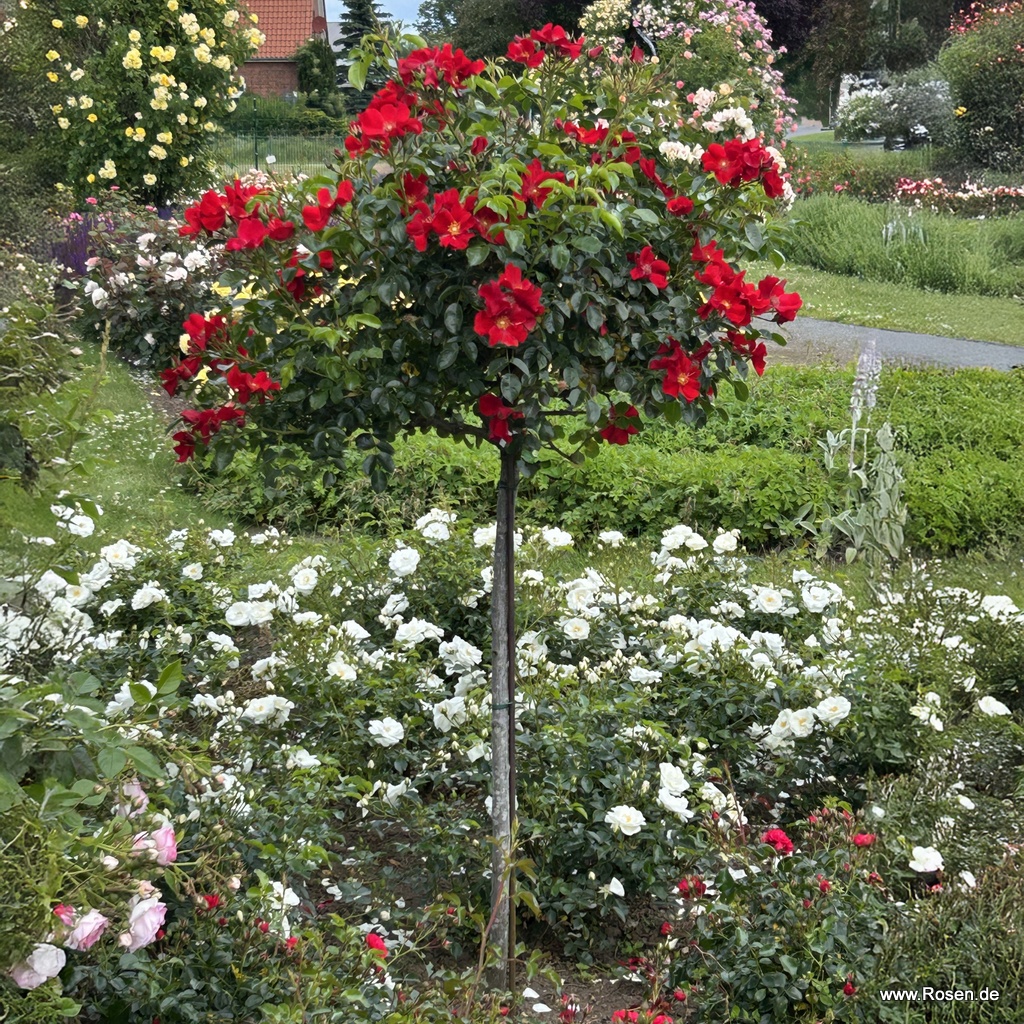 Artikelbild 10 des Artikels Alexander von Humboldt