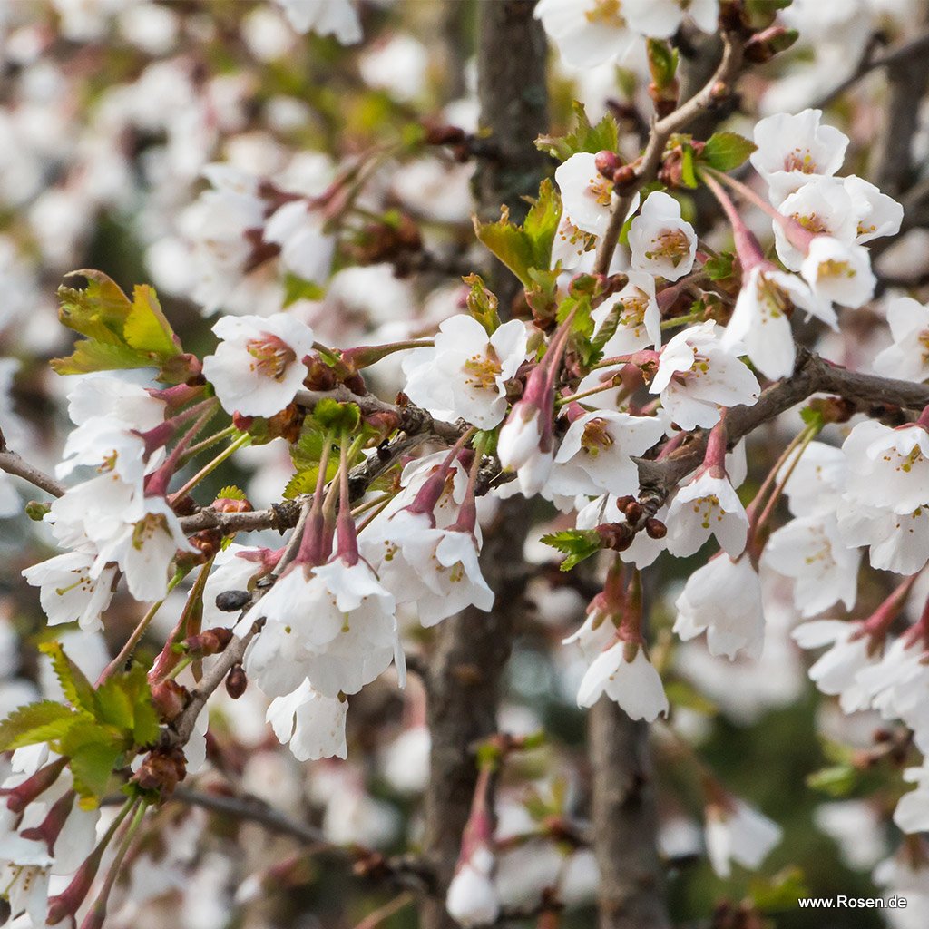 Märzkirsche 'Kojou-no-mai'