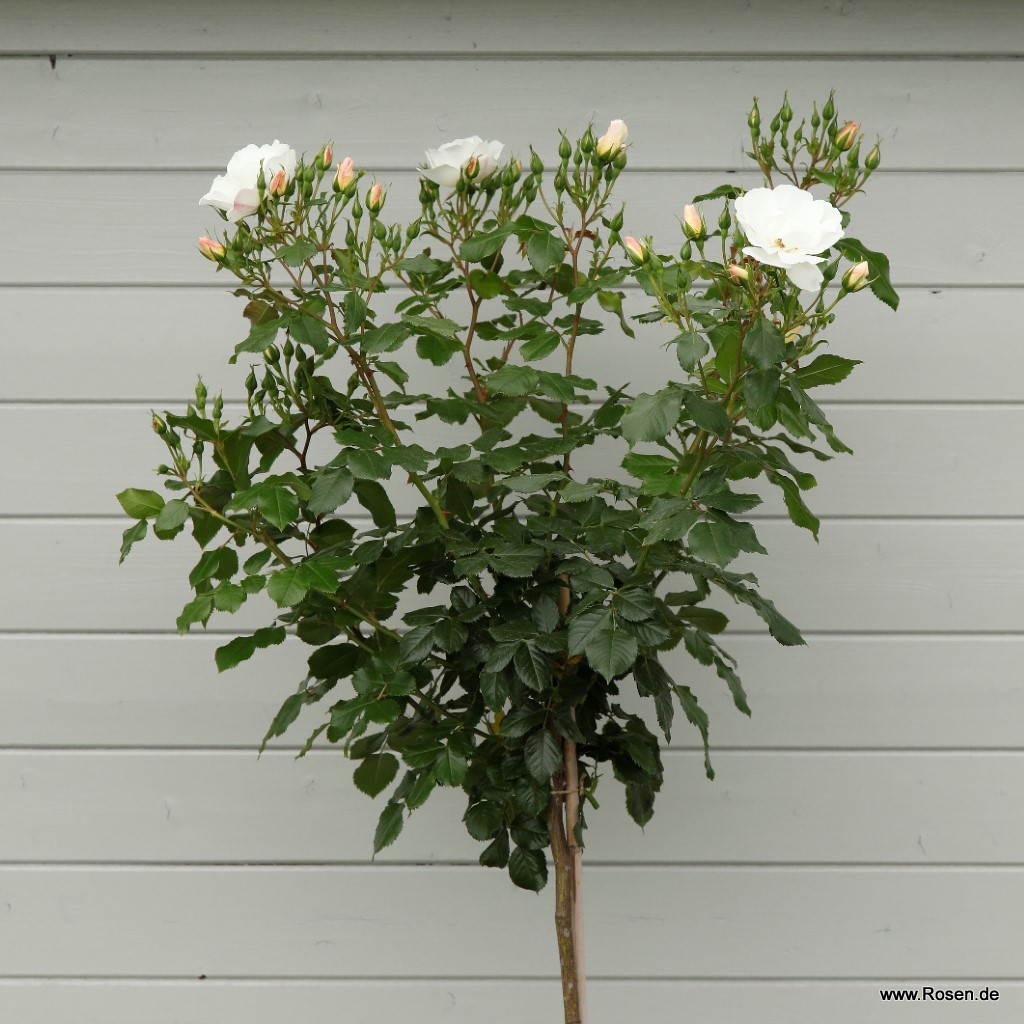 Artikelbild 7 des Artikels Weisse Wolke® Weisse Wolke®