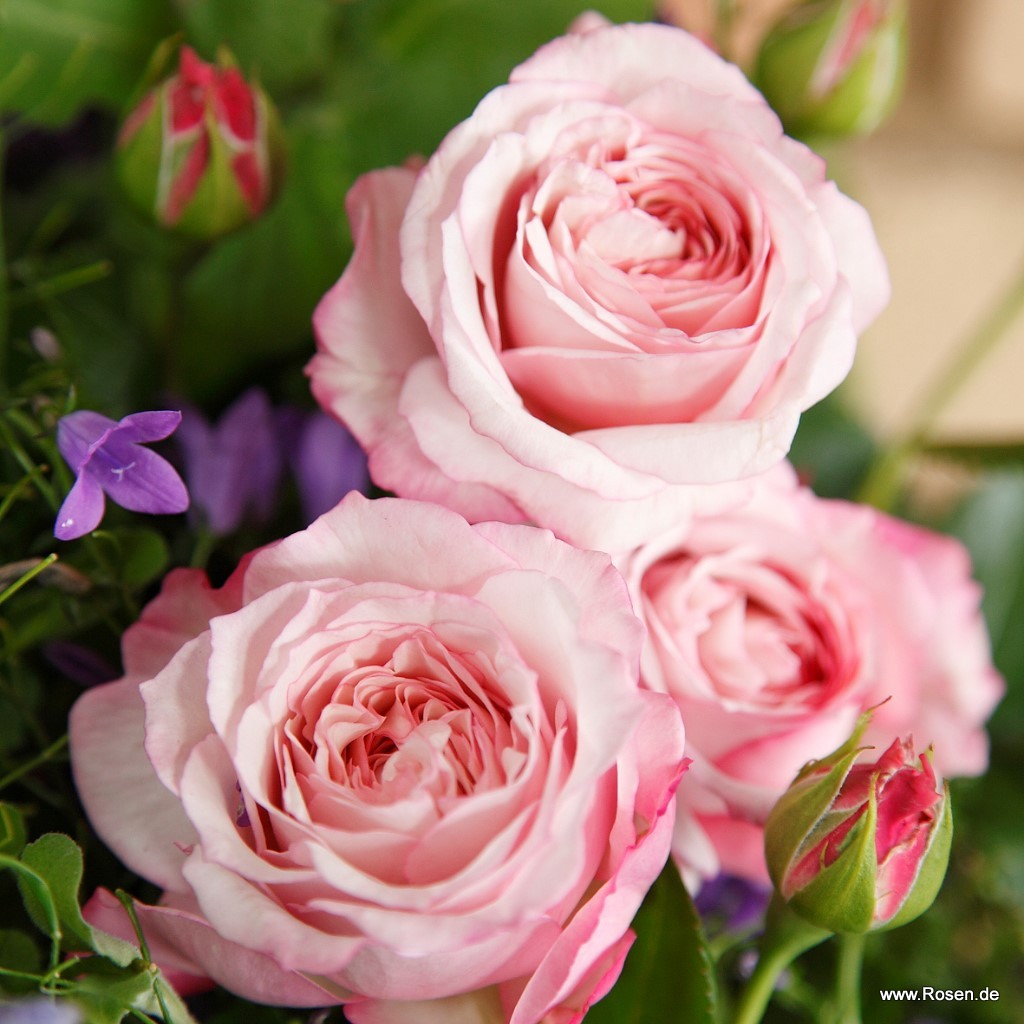 Artikelbild 7 des Artikels Rosenfaszination® Rosenfaszination®