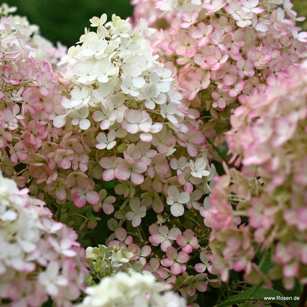 Zwerg-Rispenhortensie 'Bobo'®