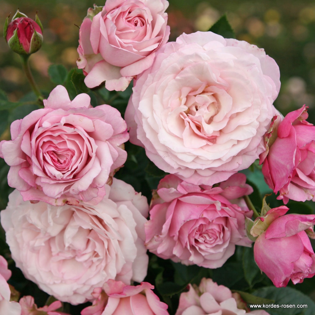 Artikelbild 3 des Artikels Rosenfaszination® Rosenfaszination®