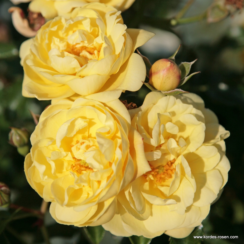 Artikelbild 1 des Artikels Sunny Rose® Sunny Rose®