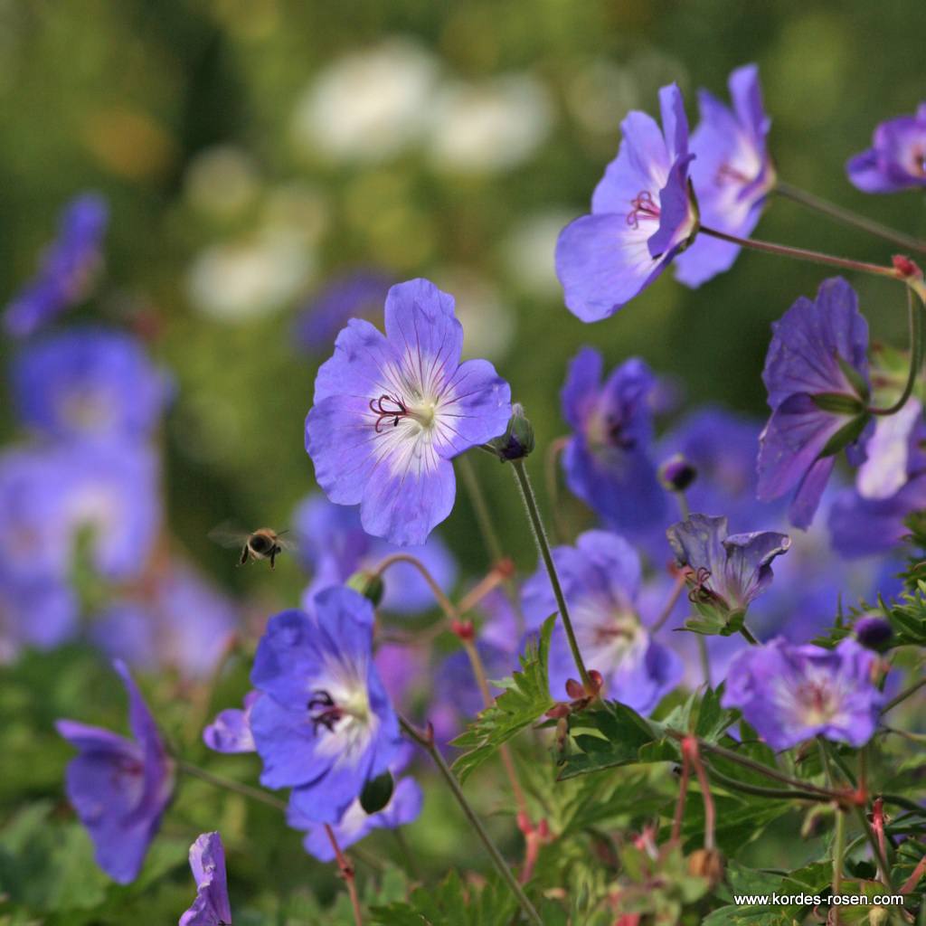 Storchschnabel 'Rozanne®' 11 cm Topf