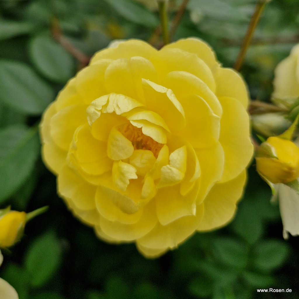 Artikelbild 8 des Artikels Lemon Siluetta® Lemon Siluetta®