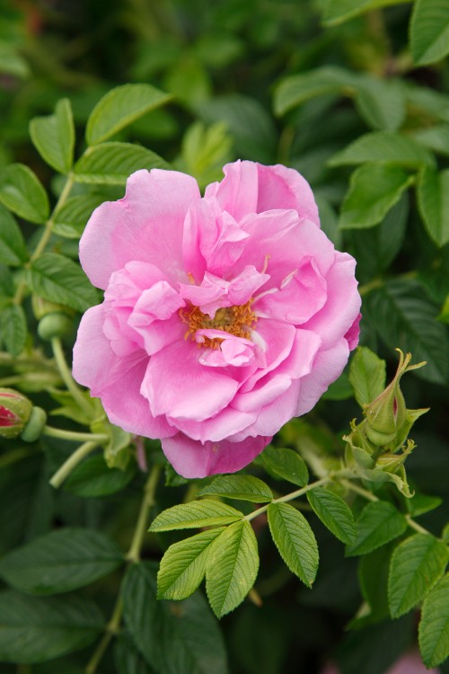 Kleinstrauchrose Pink Roadrunner®