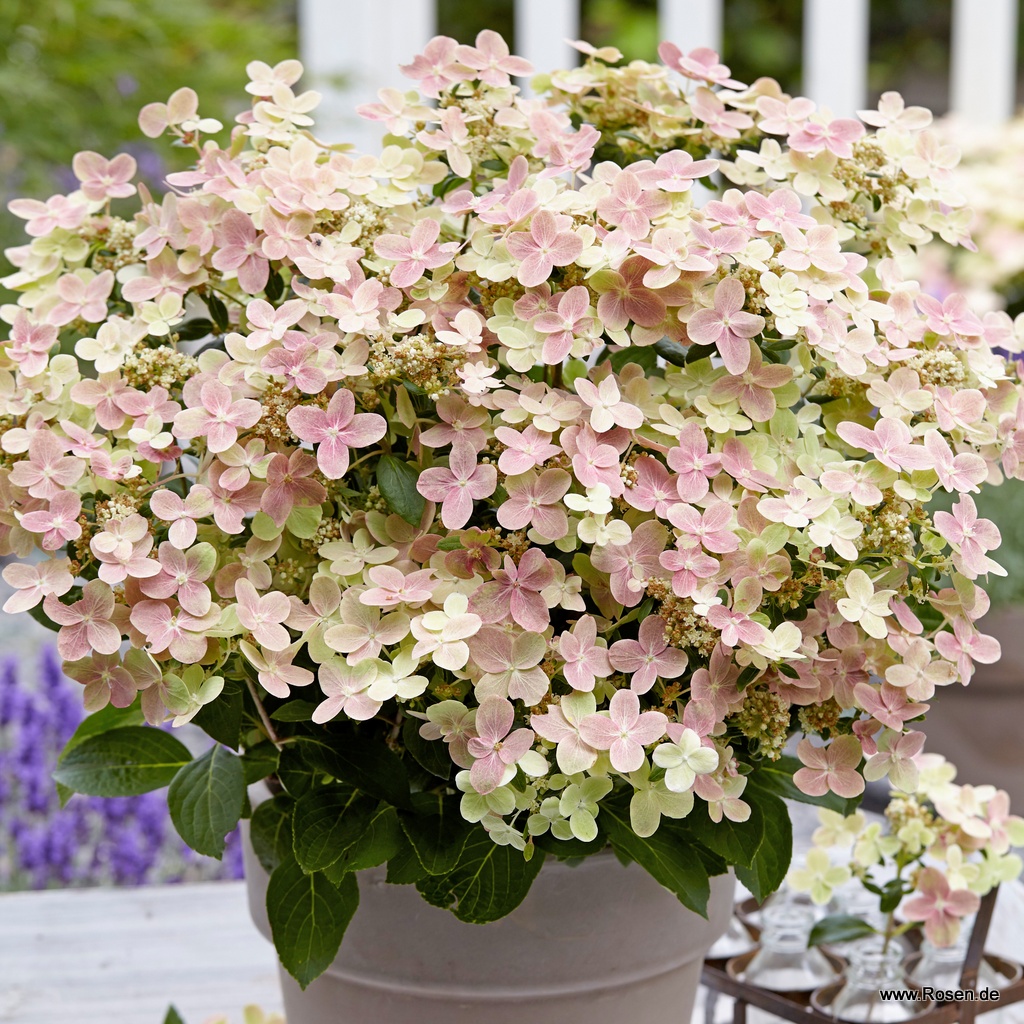 Hortensie 'Polestar'®