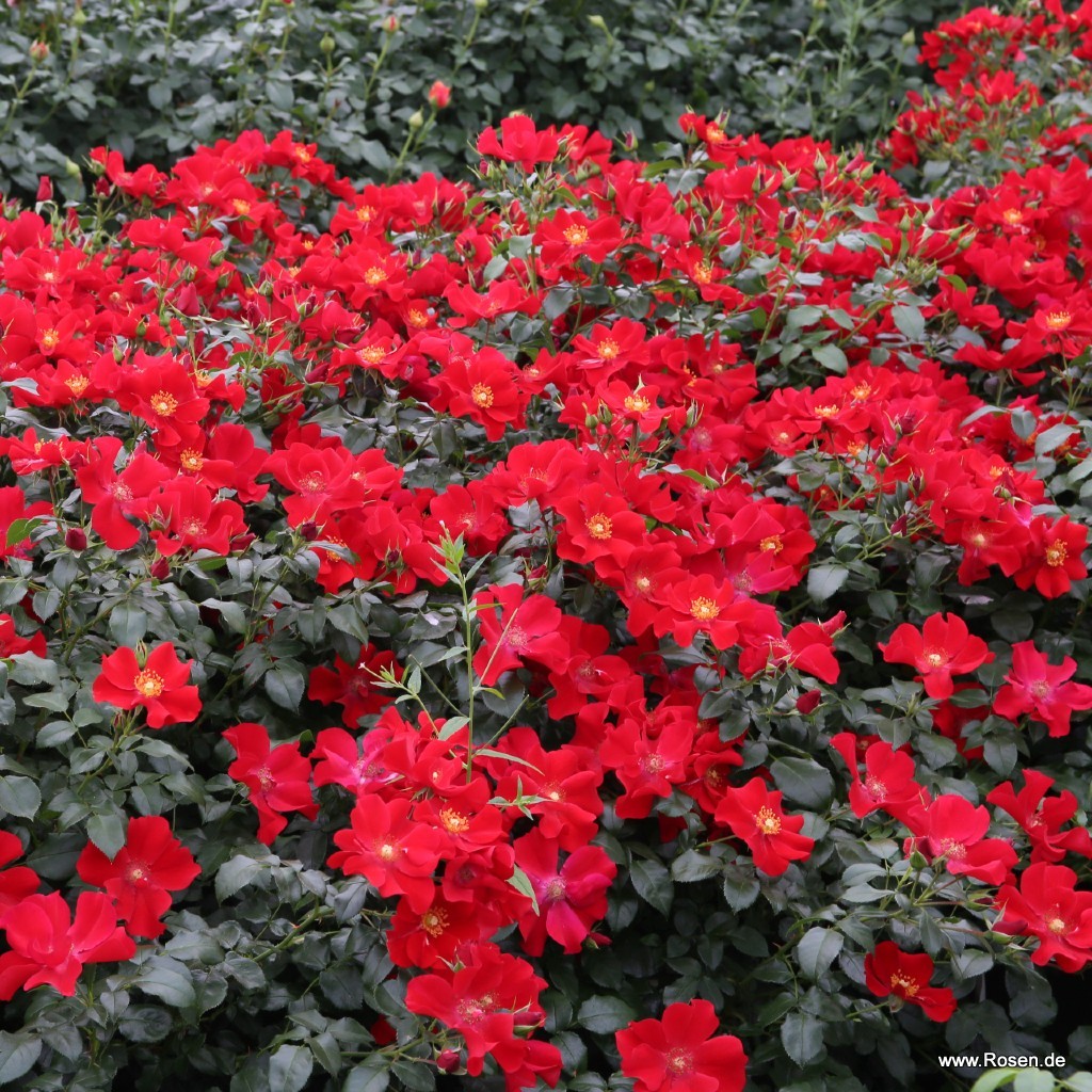 Artikelbild 7 des Artikels Alexander von Humboldt