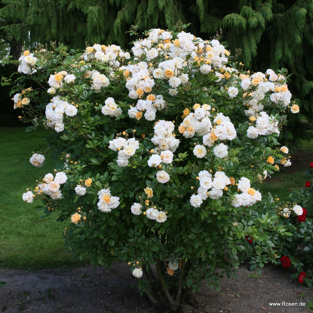 Artikelbild 3 des Artikels Ghislaine de Feligonde Ghislaine de Feligonde