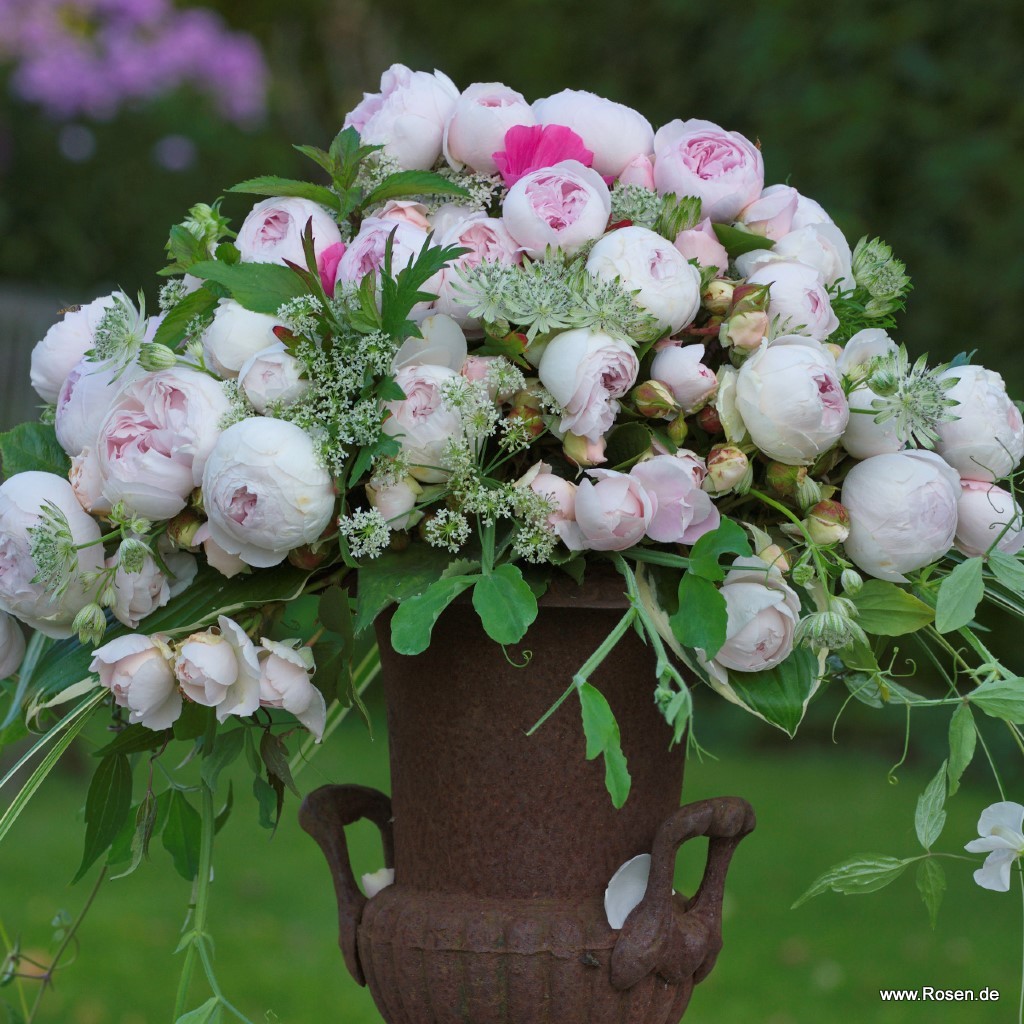 Artikelbild 8 des Artikels Herzogin Christiana® Herzogin Christiana® - La Belle Rouet