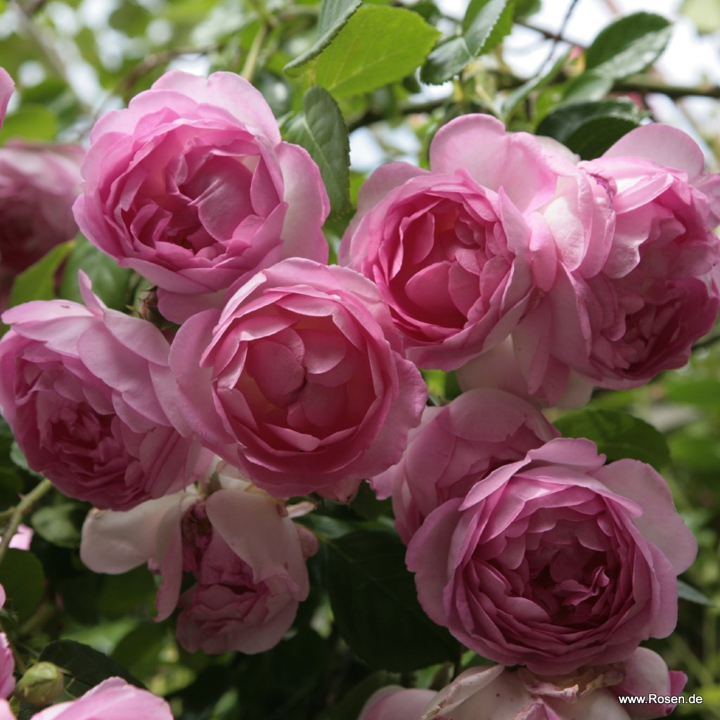Garden roses | Kordes Rosen