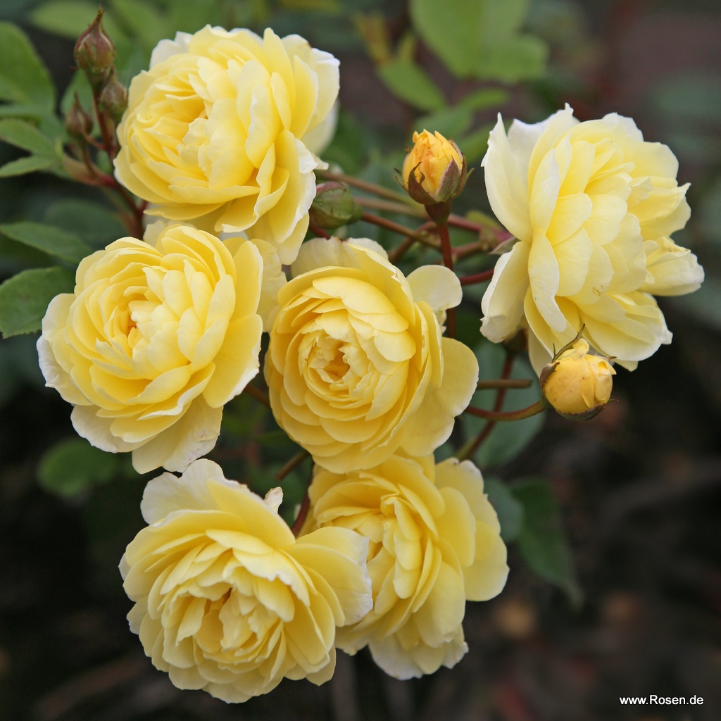 Artikelbild 2 des Artikels Lemon Siluetta® Lemon Siluetta®