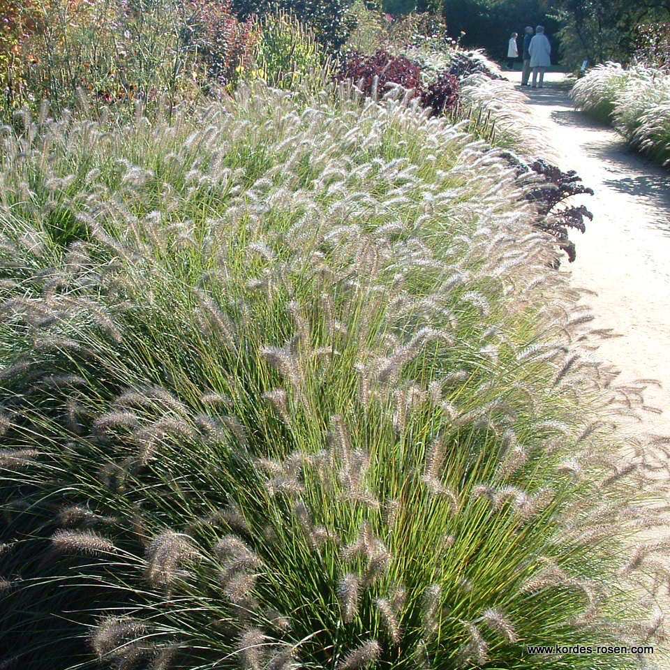Artikelbild 2 des Artikels Lampenputzergras 'Hameln' 1,5-Liter