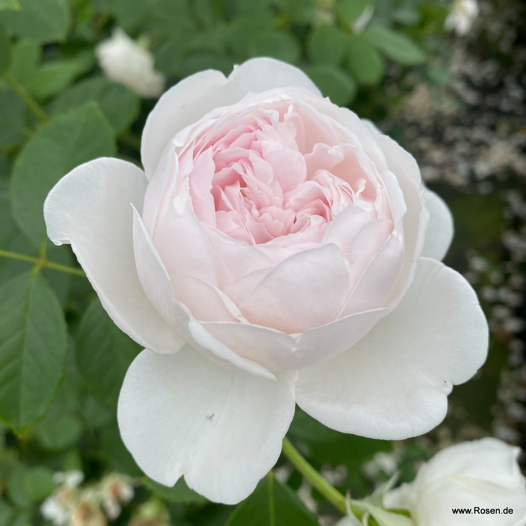 Artikelbild 13 des Artikels Herzogin Christiana® Herzogin Christiana® - La Belle Rouet