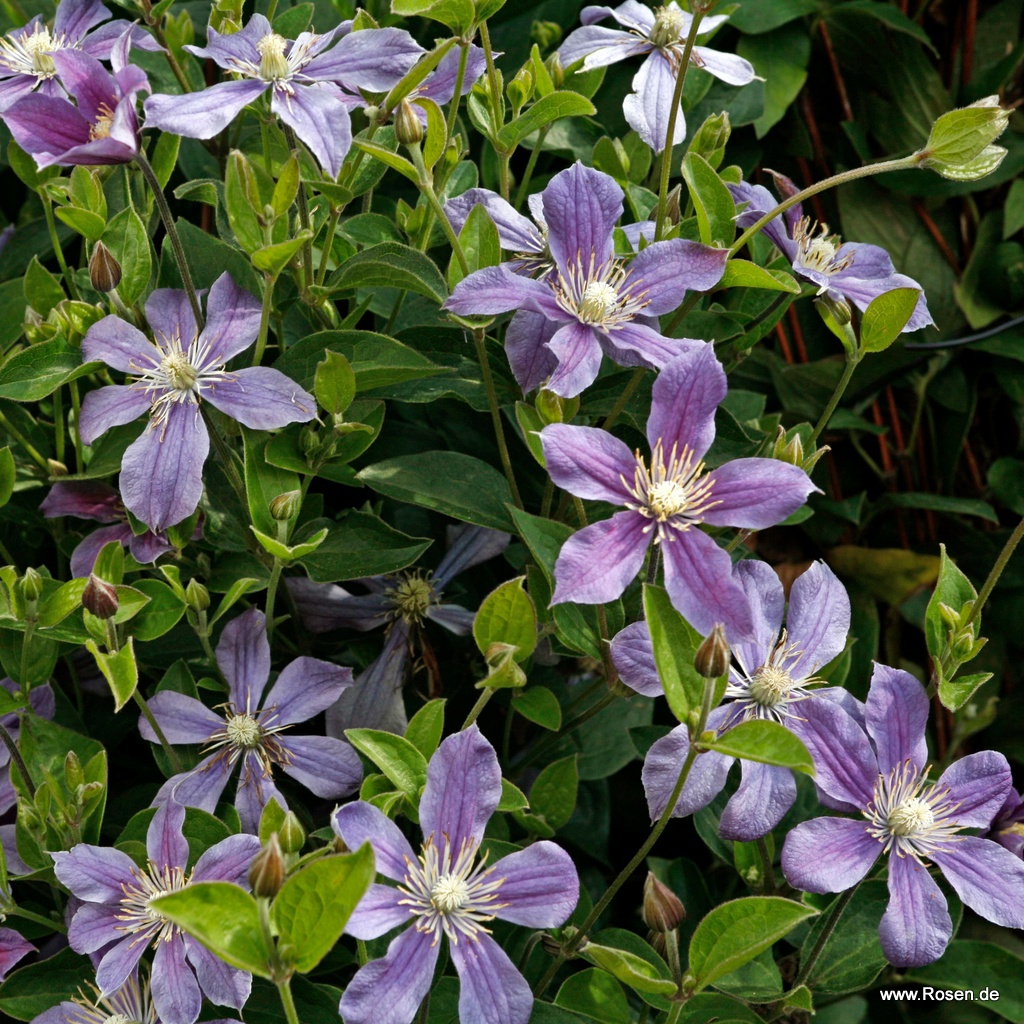 Artikelbild 1 des Artikels Clematis 'Arabella' Clematis 'Arabella'