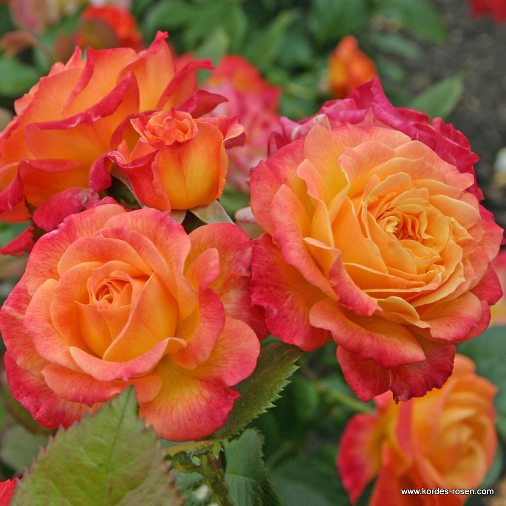 Artikelbild 1 des Artikels Gartenspaß Gartenspaß