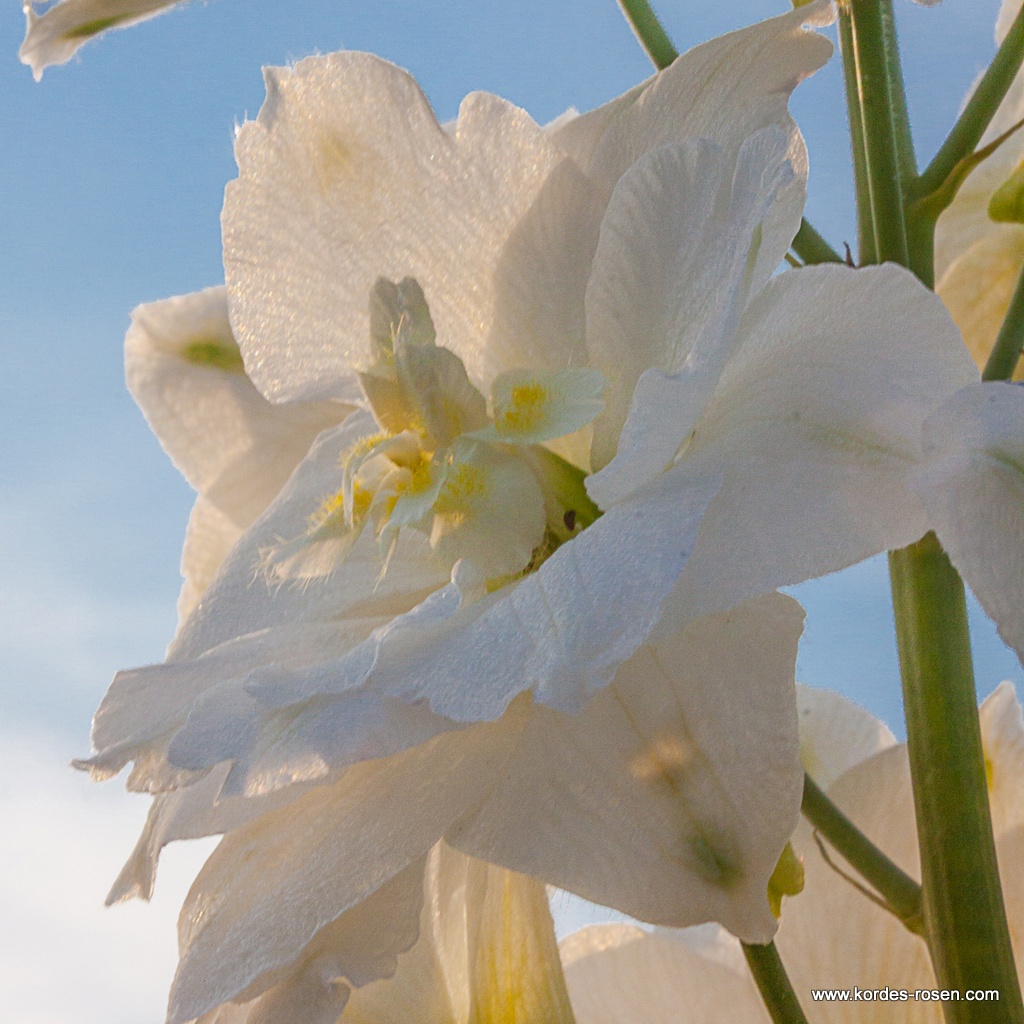 Rittersporn 'Galahad'