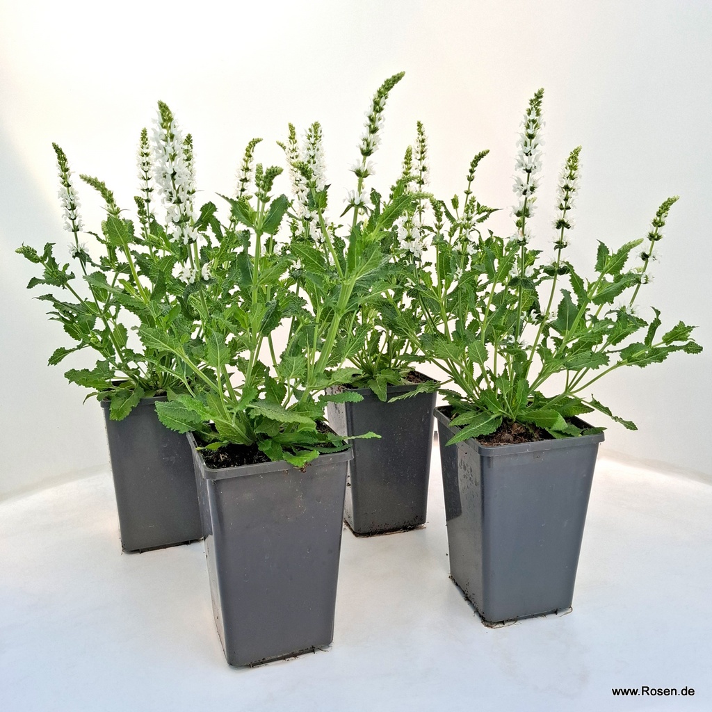 4er-Set Ziersalbei ‘Schneehügel'