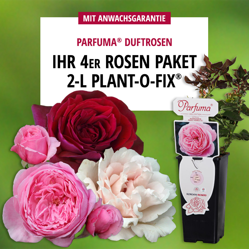 Artikelbild 1 des Artikels 4er Paket Plant-o-fix® Duftrosen 4er Paket Plant-o-fix® Duftrosen