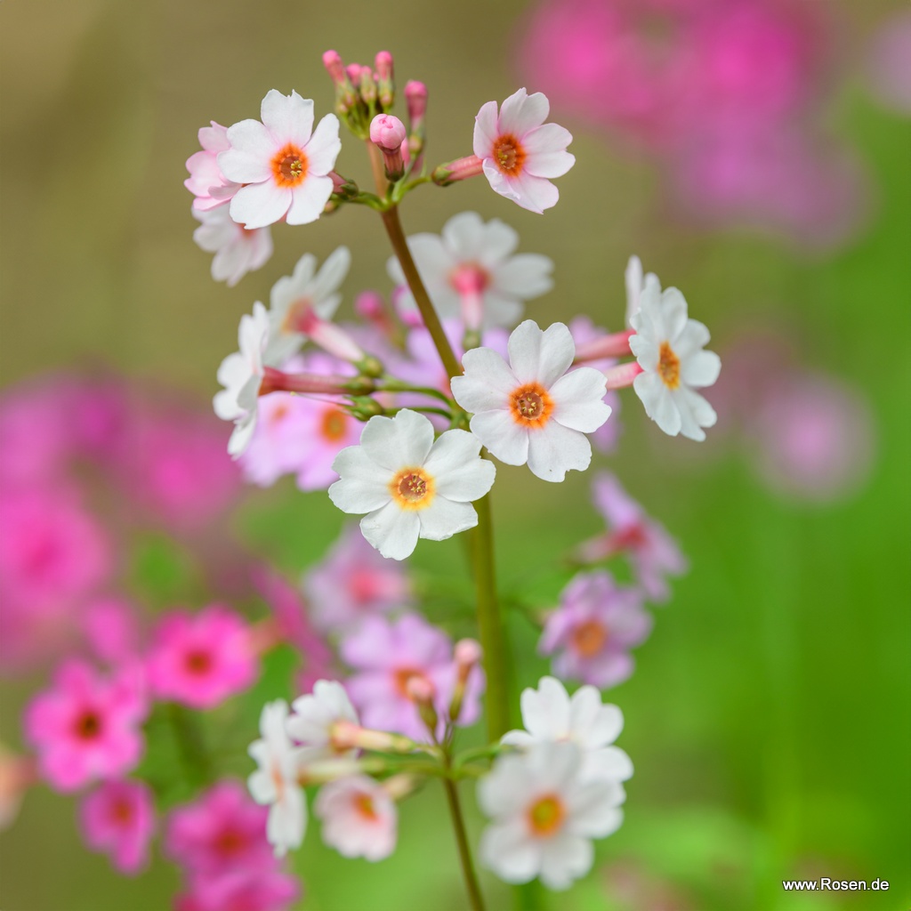 Etagenprimel 'Appleblossom'