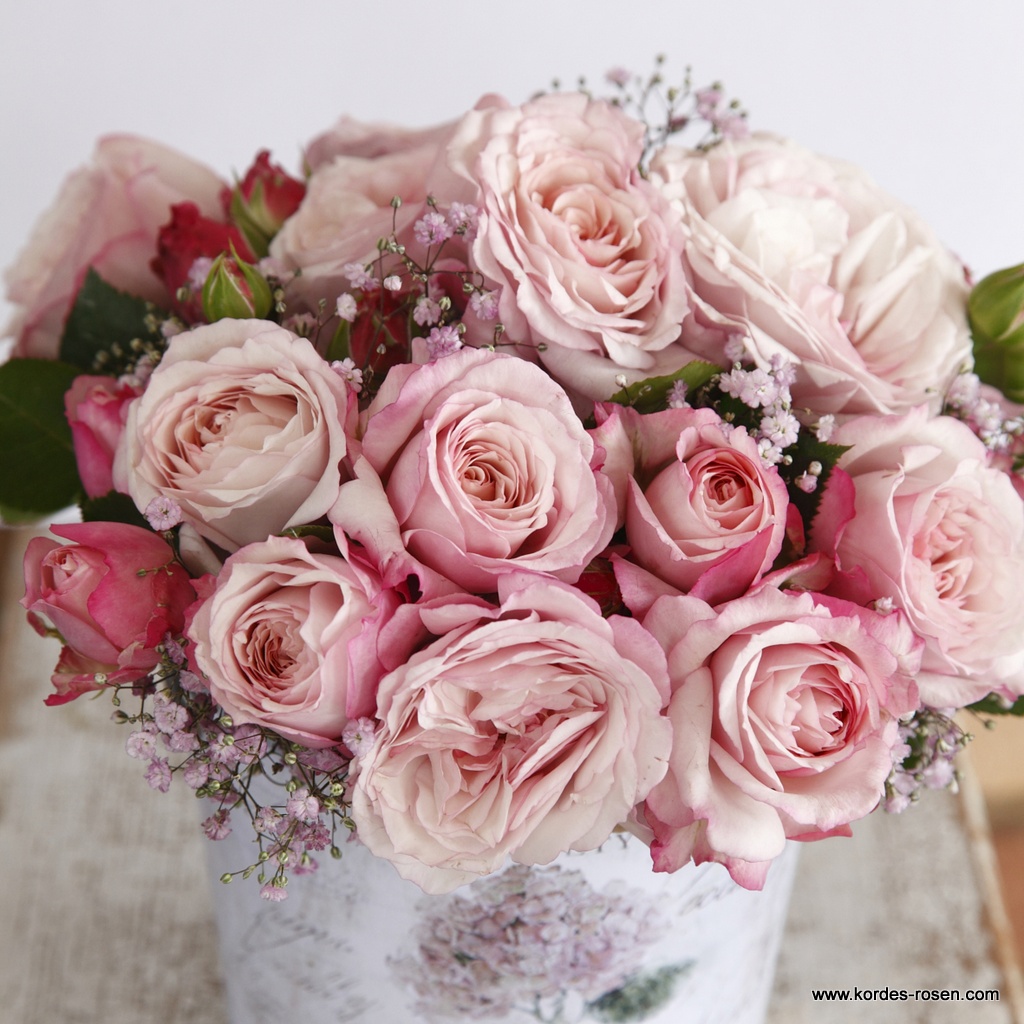 Artikelbild 8 des Artikels Rosenfaszination® Rosenfaszination®