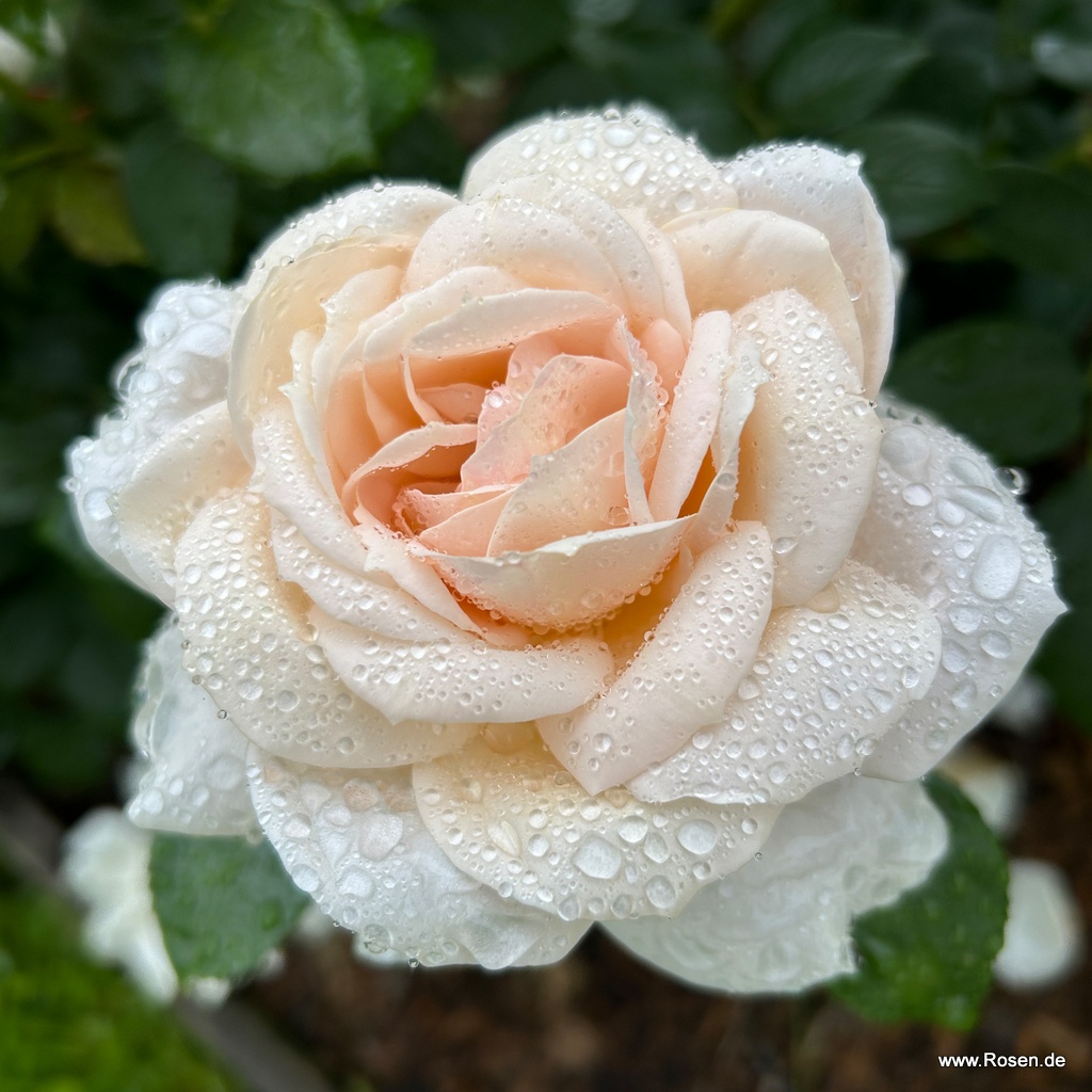 Lions-Rose®