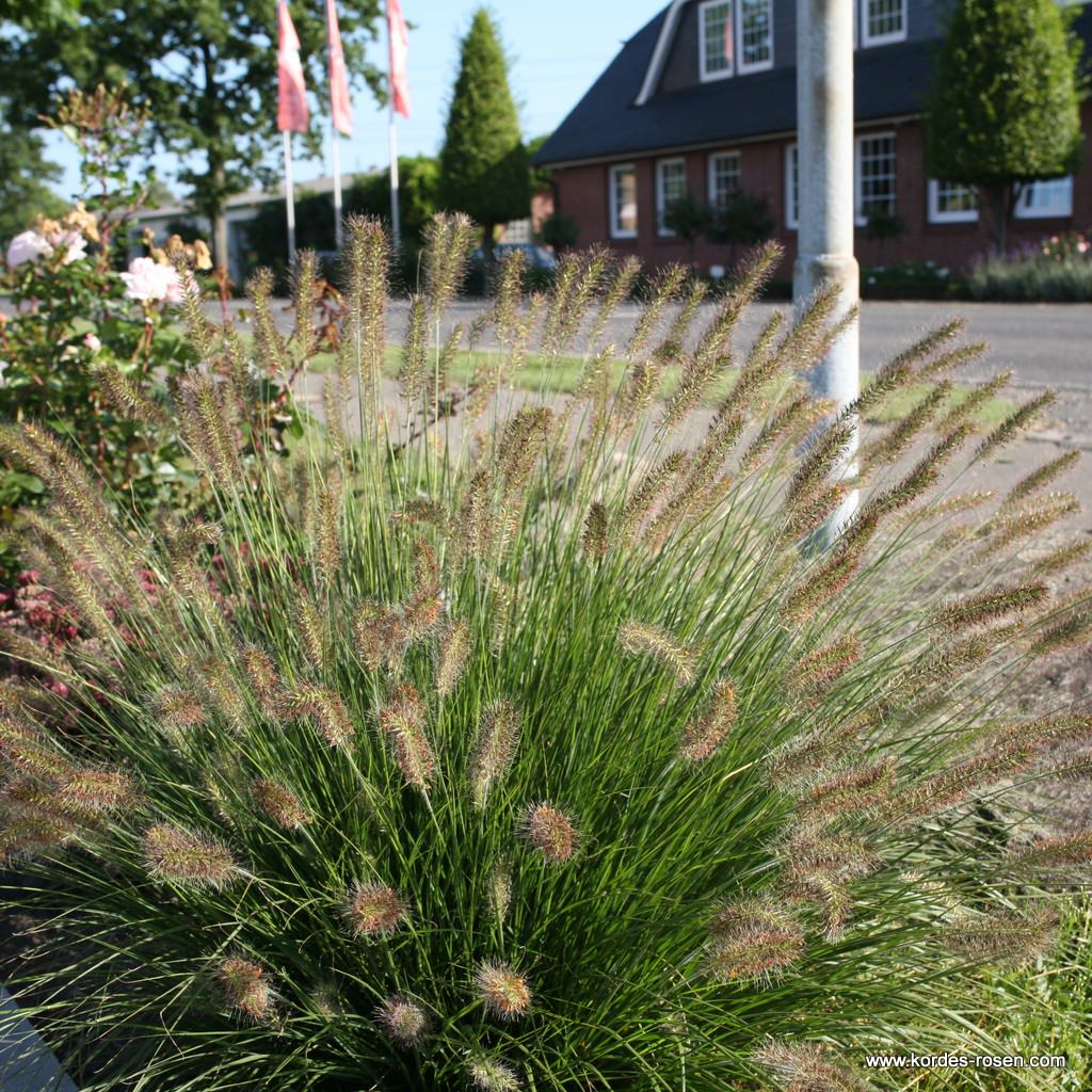 Artikelbild 1 des Artikels Lampenputzergras 'Hameln' 1,5-Liter