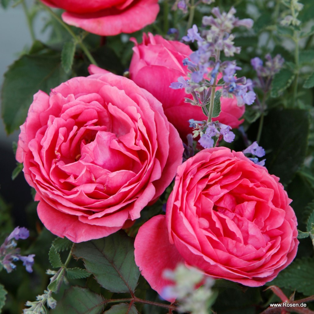 Artikelbild 5 des Artikels Gartenprinzessin Marie-José Gartenprinzessin Marie-José - Syn. Mme d’Estrée