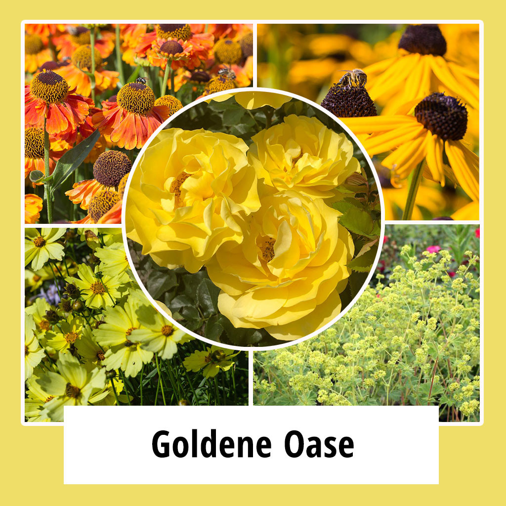 Farbpaket "Goldene Oase"